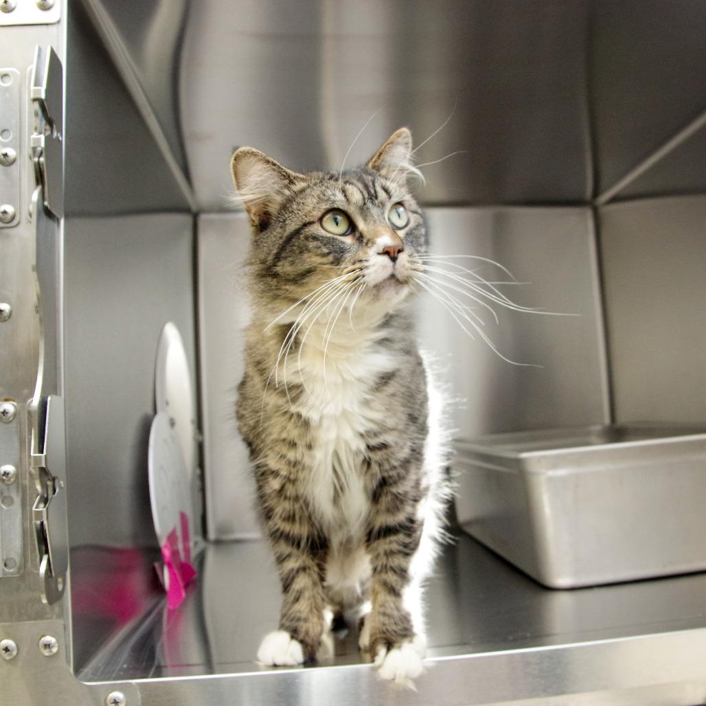 Enlarge Simon, a Adoptable Domestic Long Hair in Scituate, MA image 5/6