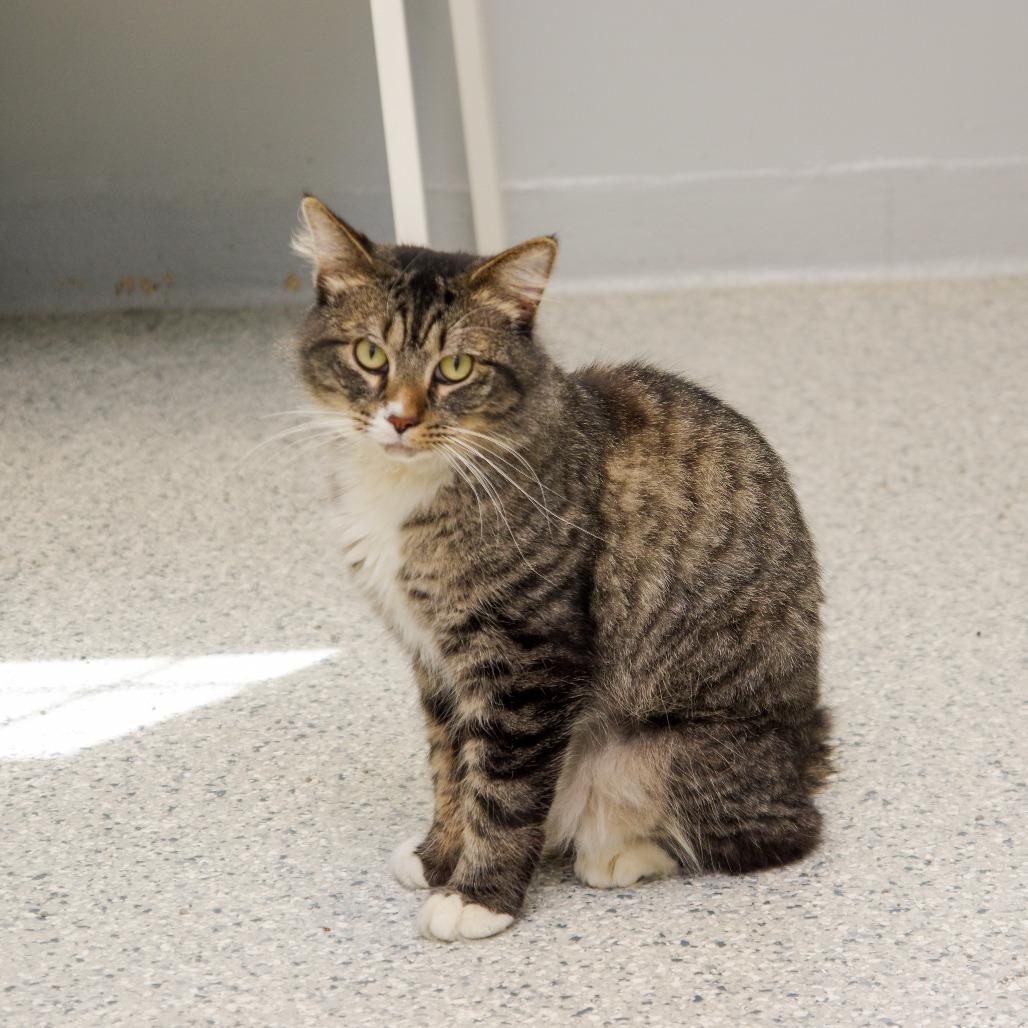 Enlarge Simon, a Adoptable Domestic Long Hair in Scituate, MA image 6/6