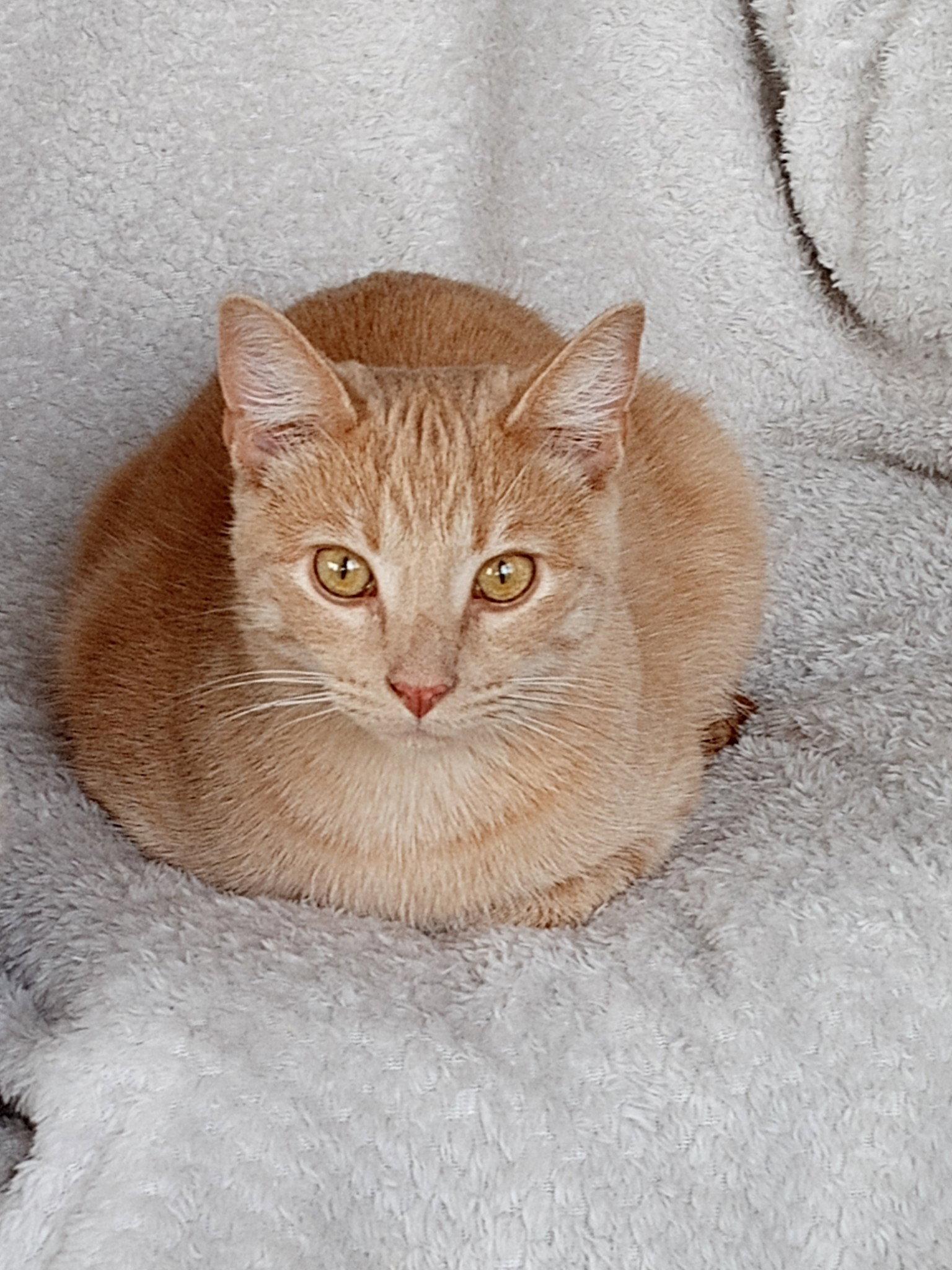 Enlarge Watson, a Adopted Domestic Short Hair in Cedar Rapids, IA image 1/3