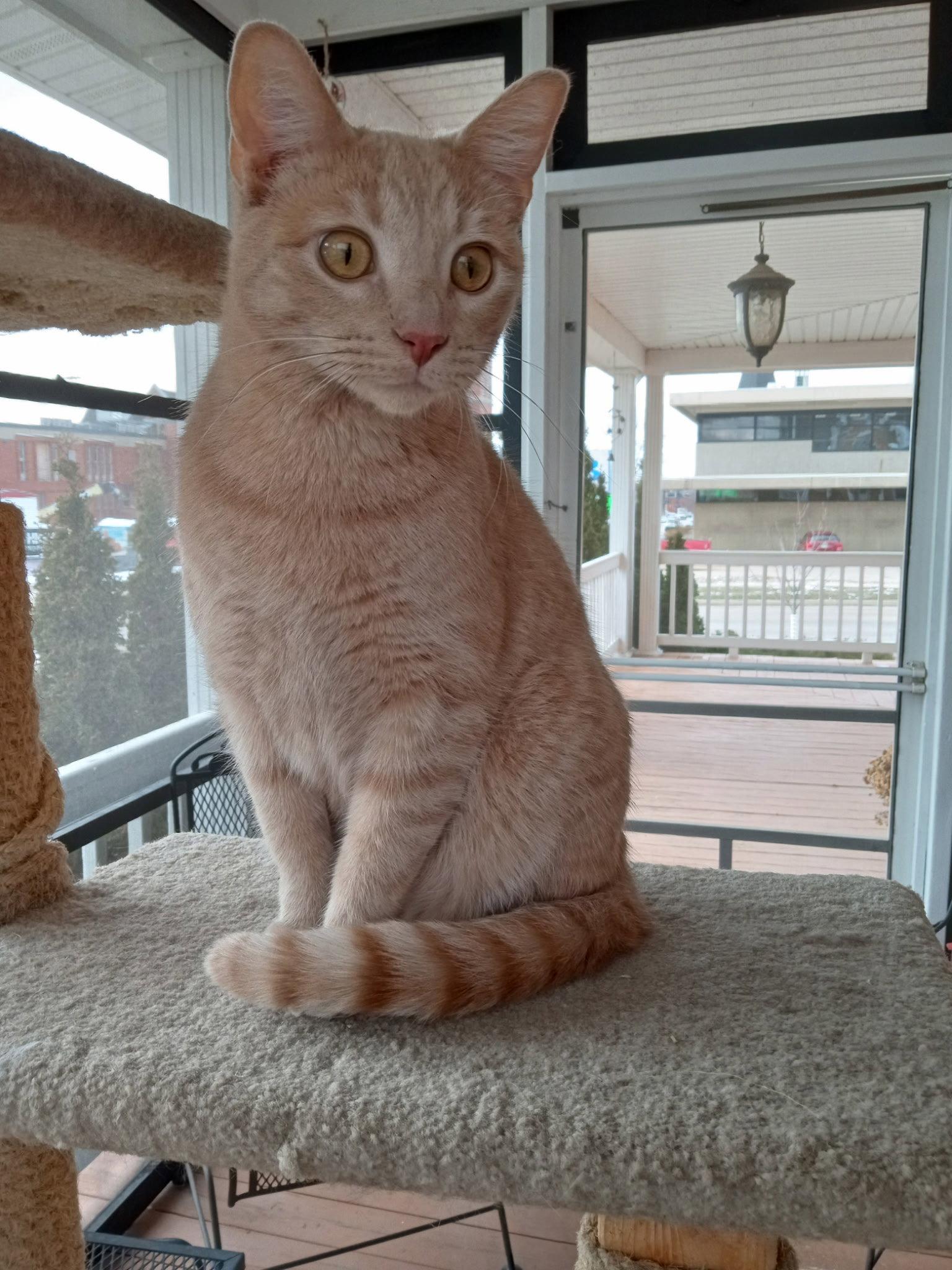 Enlarge Watson, a Adopted Domestic Short Hair in Cedar Rapids, IA image 2/3