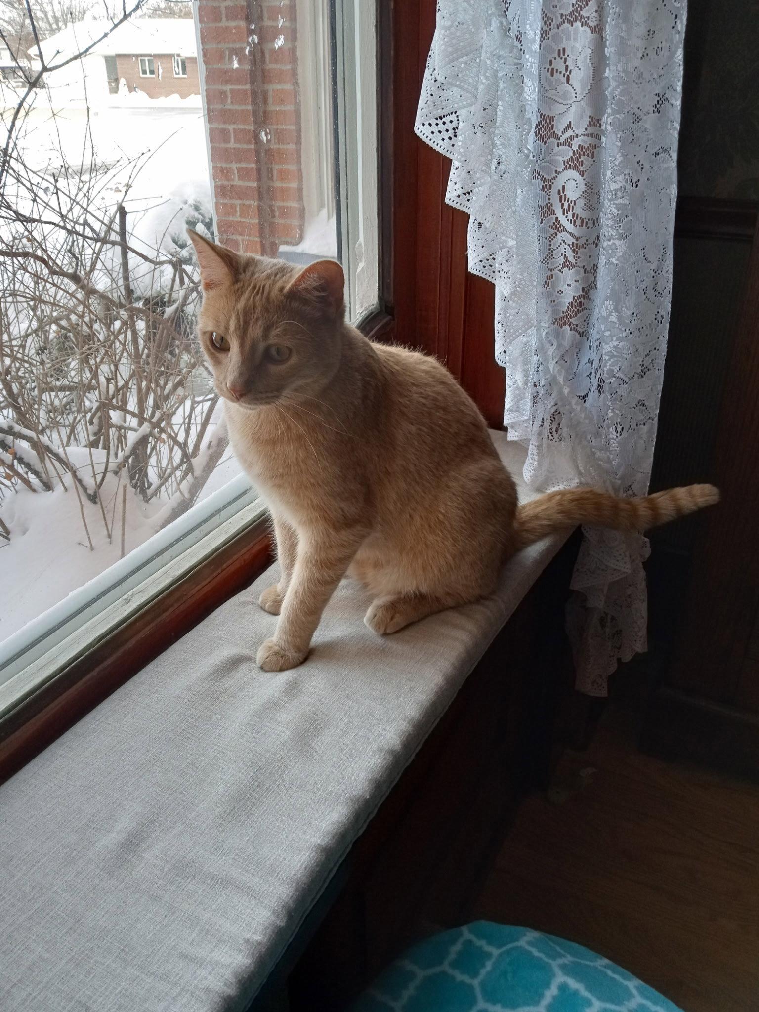 Enlarge Watson, a Adopted Domestic Short Hair in Cedar Rapids, IA image 3/3