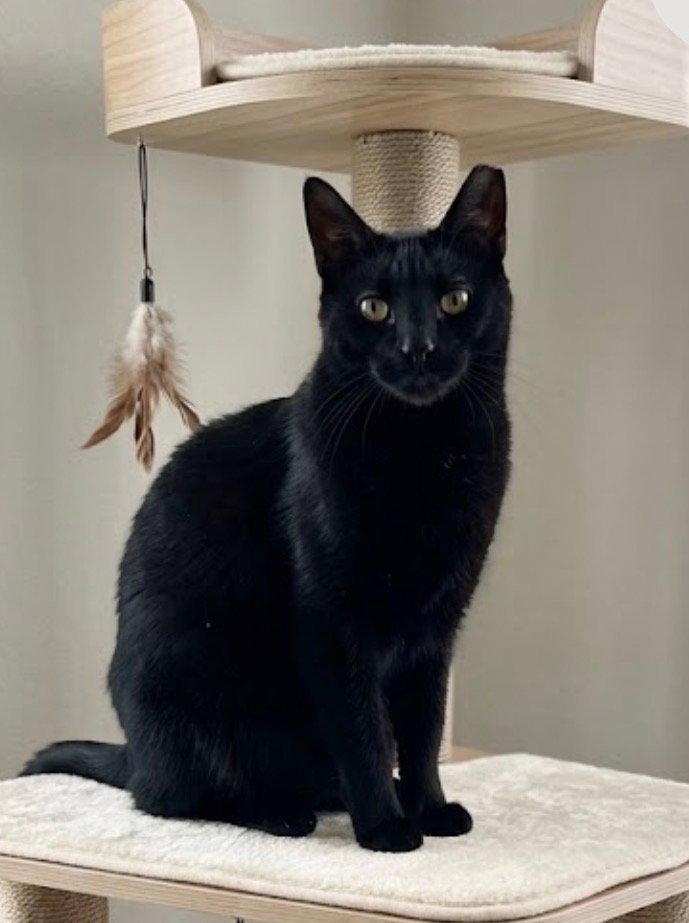 Jinx, Adoptable, Adult Male Domestic Short Hair.
