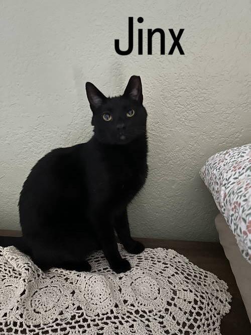 Enlarge Jinx, a Adoptable Domestic Short Hair in Chandler, AZ image 2/3