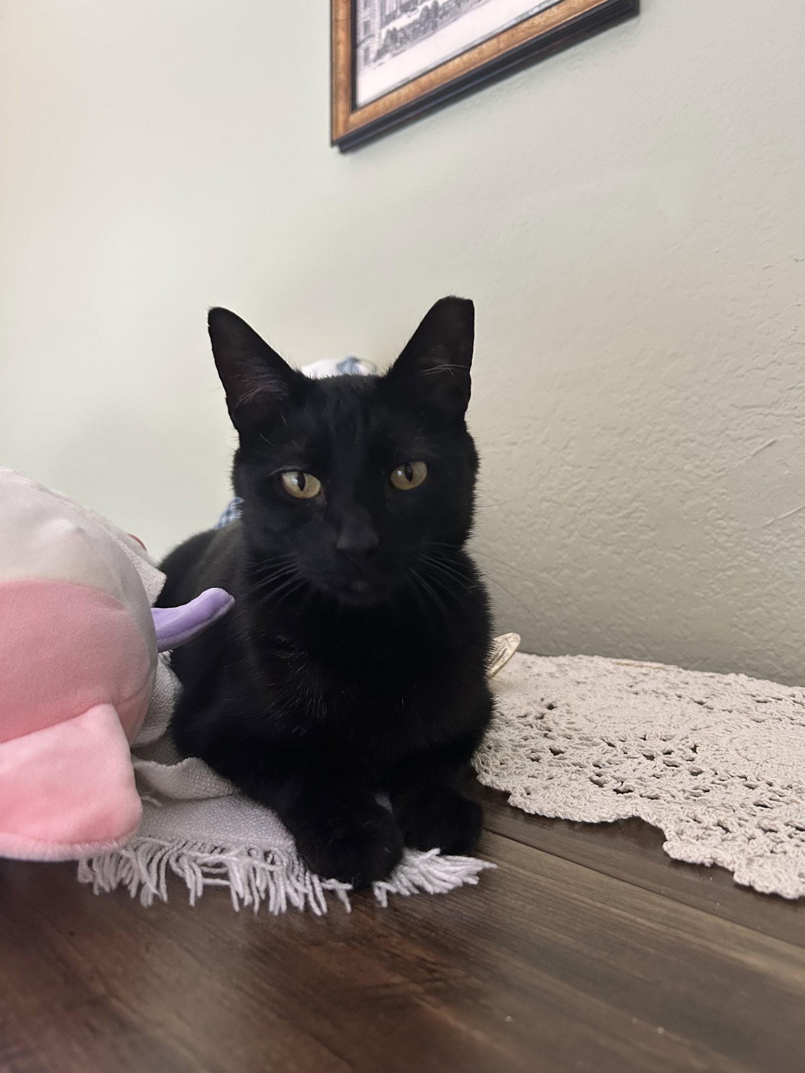 Enlarge Jinx, a Adoptable Domestic Short Hair in Chandler, AZ image 3/3