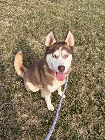 Enlarge DAPHNE BLAKE, a Adoptable Siberian Husky in Dayton, OH image 1/1