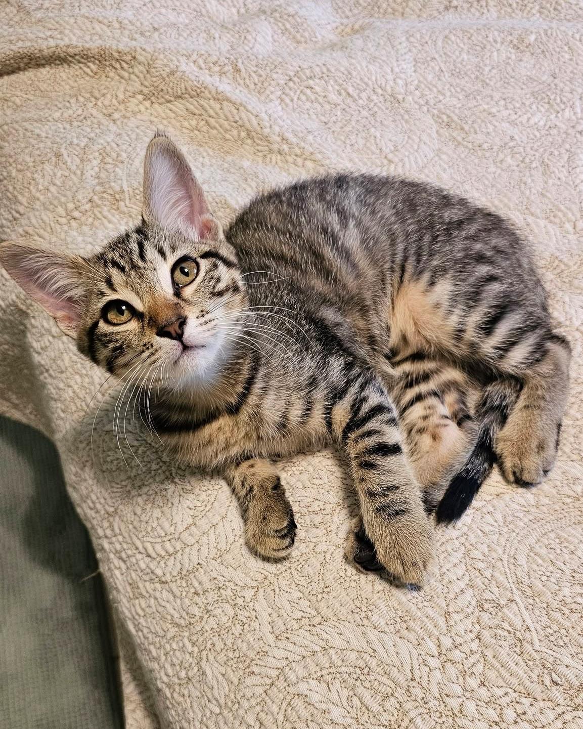 Enlarge Marigold, a Adoptable Tabby in Huntsville , AL image 1/6