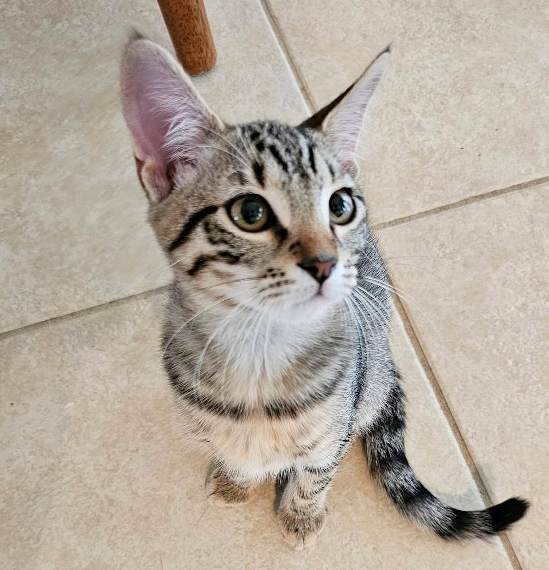 Enlarge Marigold, a Adoptable Tabby in Huntsville , AL image 6/6