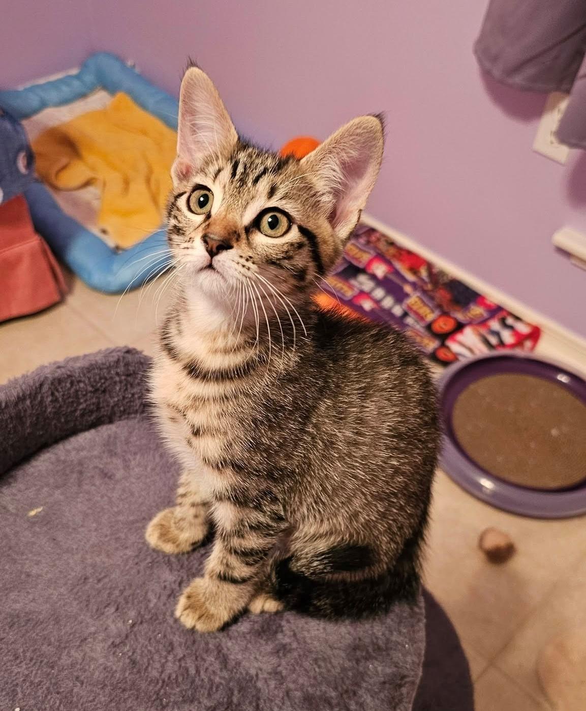 Enlarge Marigold, a Adoptable Tabby in Huntsville , AL image 2/6