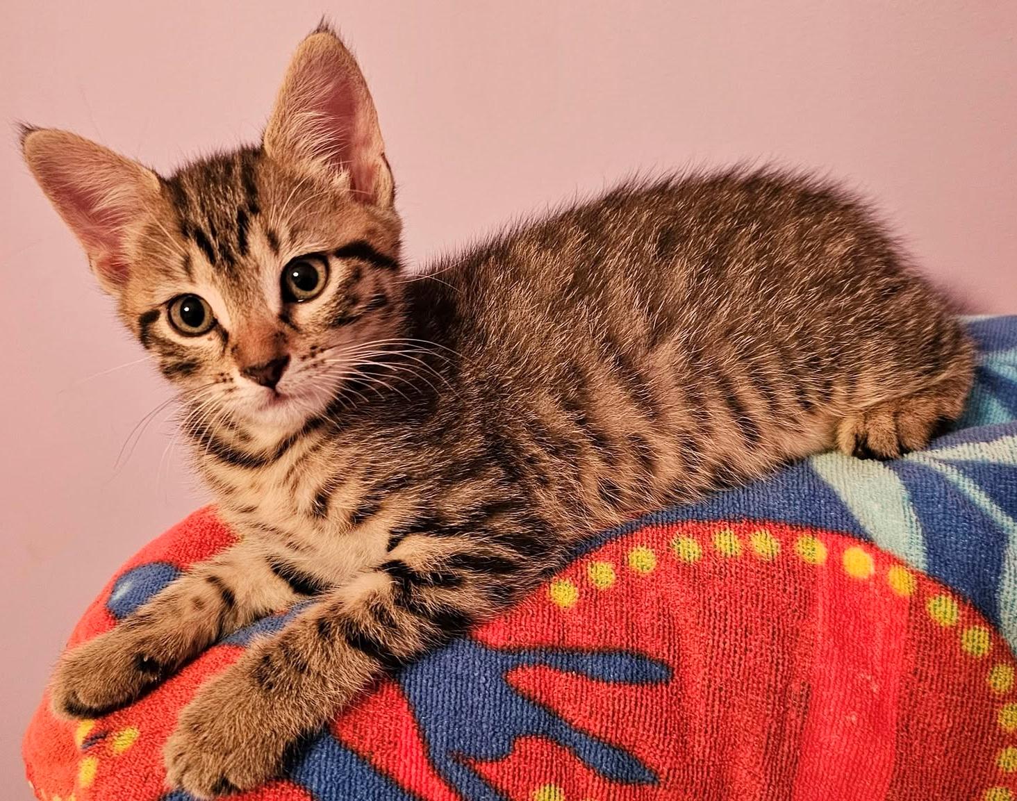 Enlarge Marigold, a Adoptable Tabby in Huntsville , AL image 5/6