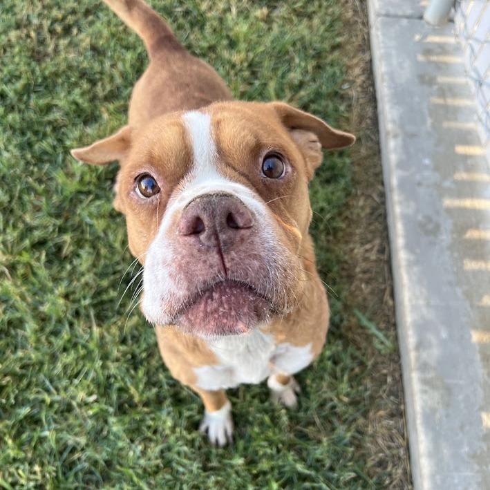 26-1313 Gertrude, Adoptable, Senior Female Boxer & Mixed Breed.