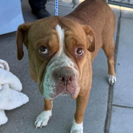 Enlarge 26-1313 Gertrude, a Adoptable mixed breed in Los Banos, CA image 2/3