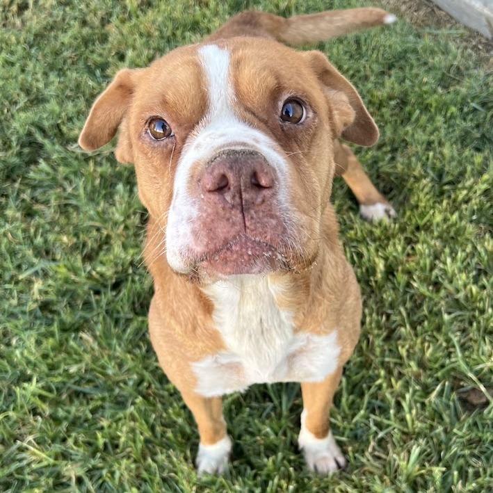 Enlarge 26-1313 Gertrude, a Adoptable mixed breed in Los Banos, CA image 3/3
