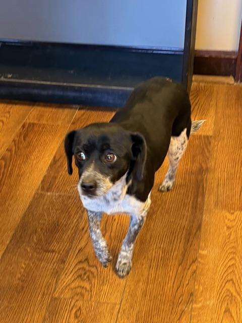 Pebbles, ADOPTABLE, Adult Female Mixed Breed.