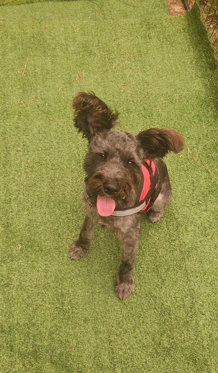 Simba, Adopted, Young Male Schnauzer.