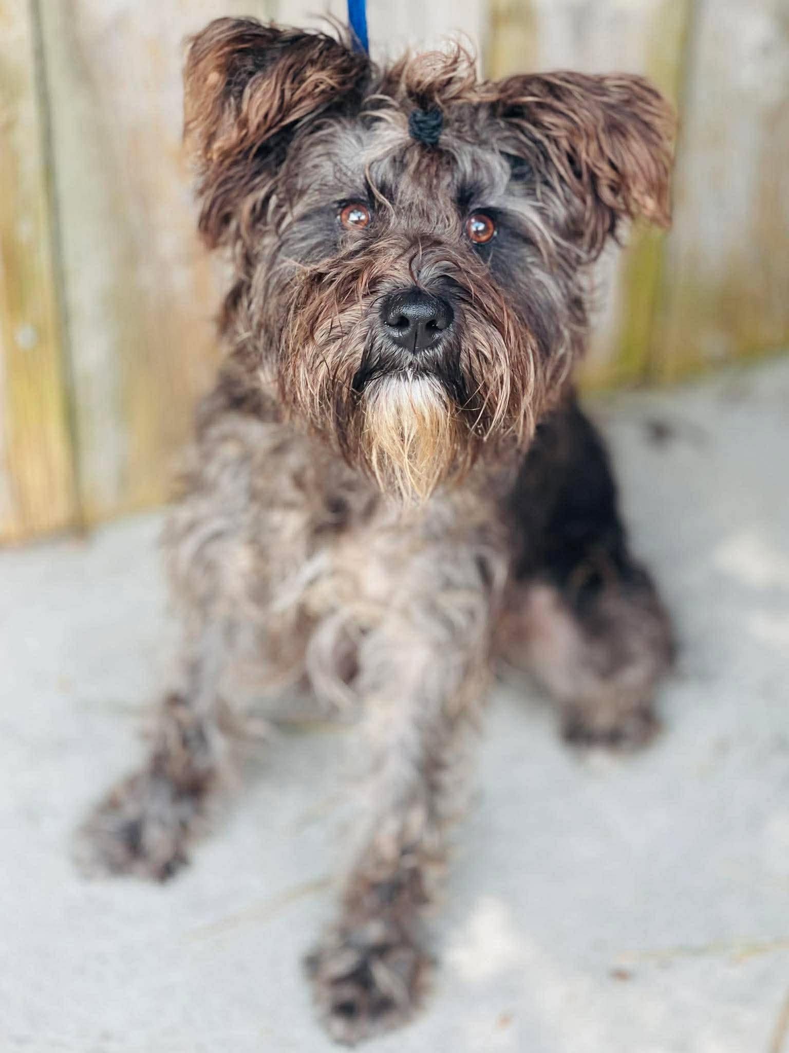 Simba, a Adopted Schnauzer in East Derry, NH image 2/3