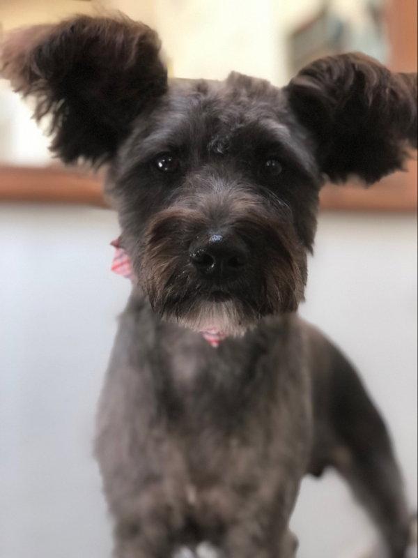 Simba, a Adopted Schnauzer in East Derry, NH image 3/3