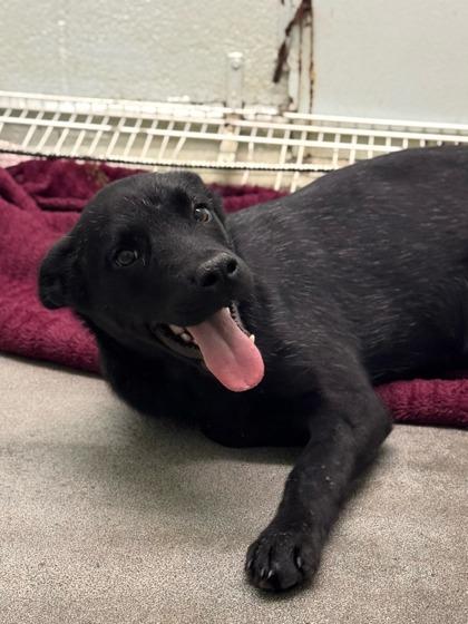 Enlarge Kiki, a Adoptable mixed breed in Moses Lake, WA image 1/1