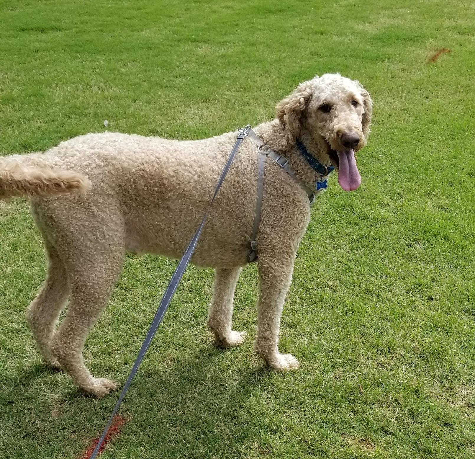 Enlarge Henry, an adopted Goldendoodle in Villa Rica, GA image 4/6