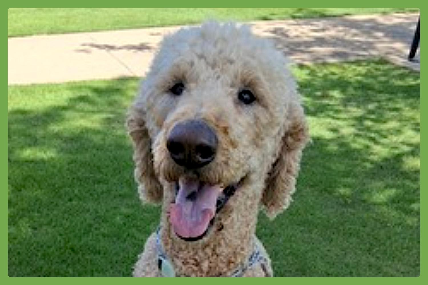 Henry, adopted, Senior Male Goldendoodle.