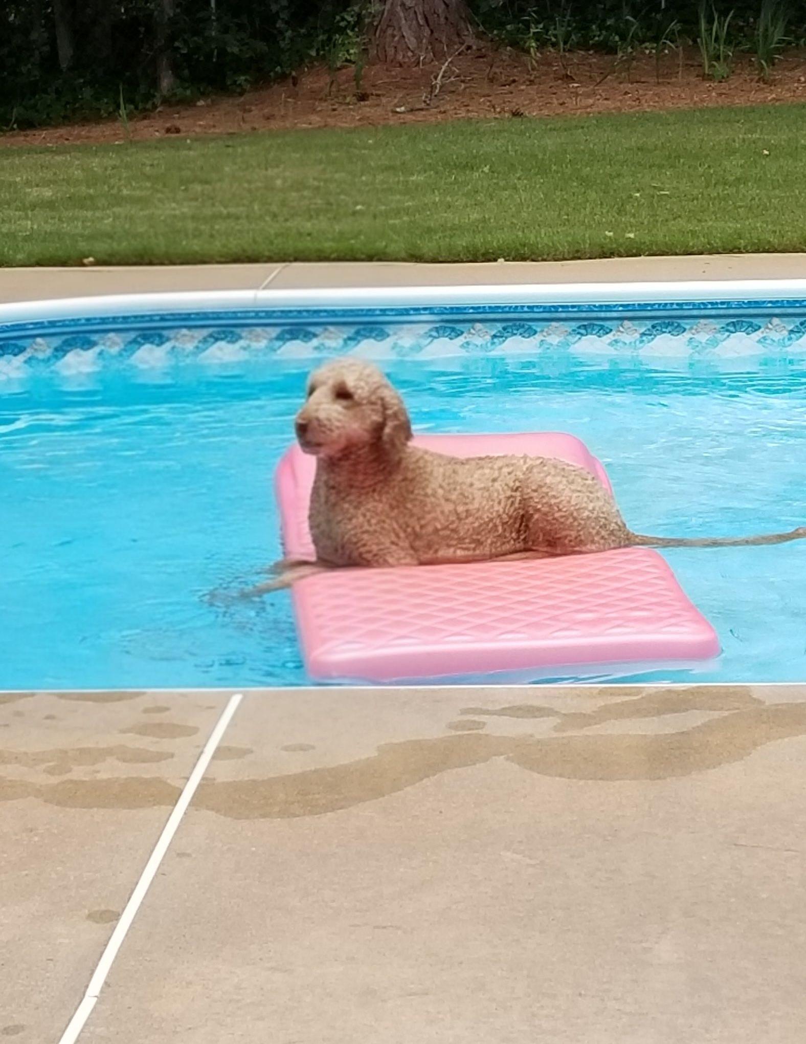Enlarge Henry, an adopted Goldendoodle in Villa Rica, GA image 6/6