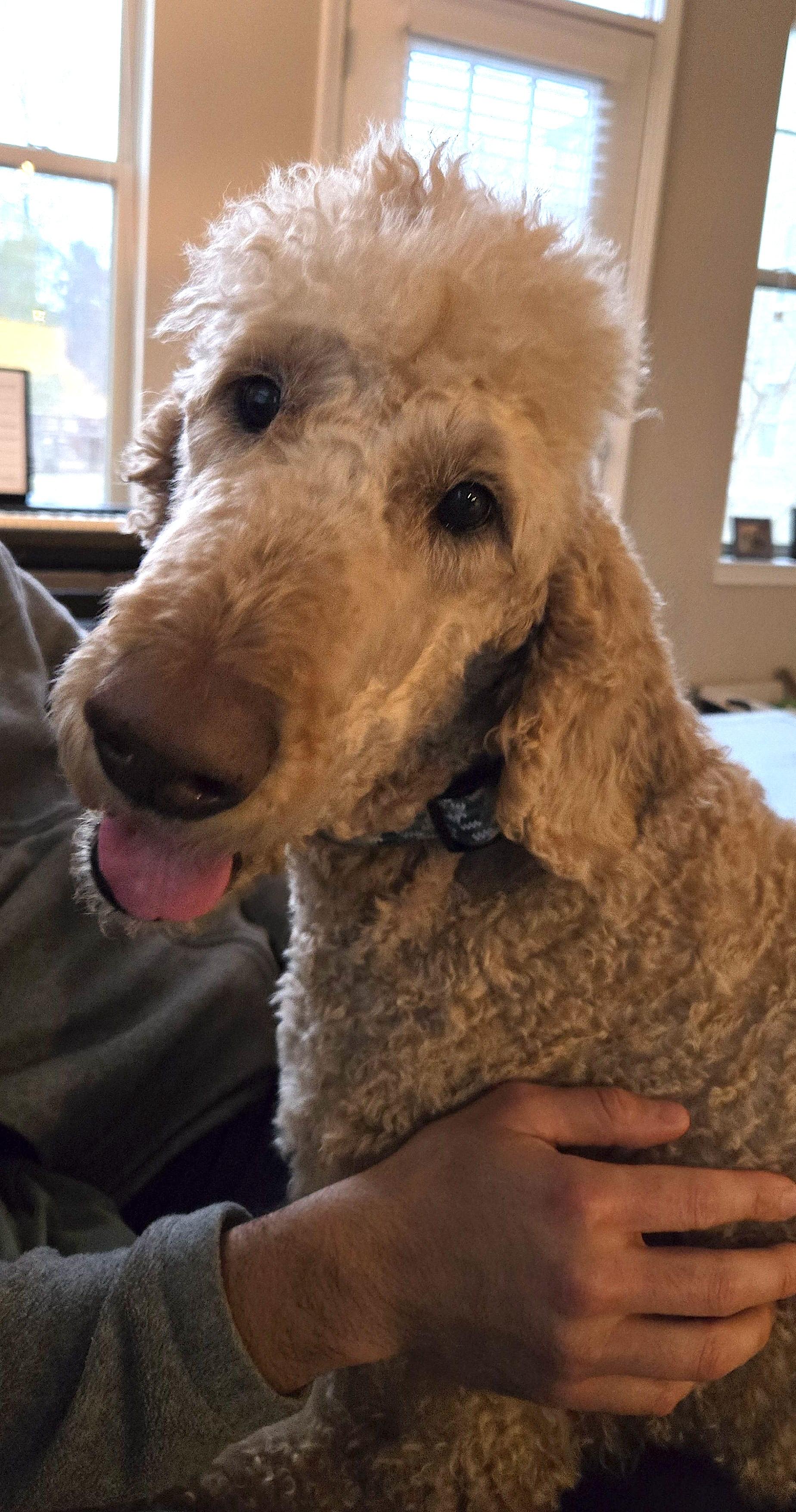 Enlarge Henry, an adopted Goldendoodle in Villa Rica, GA image 3/6