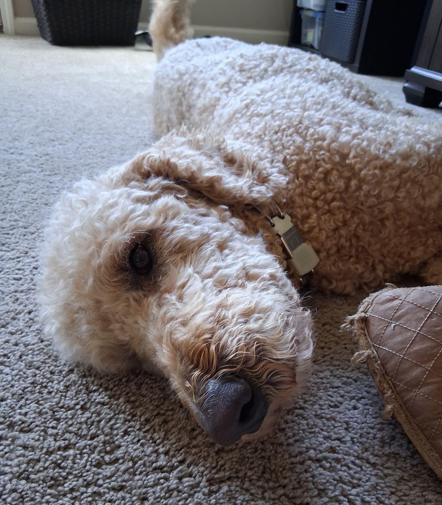 Enlarge Henry, an adopted Goldendoodle in Villa Rica, GA image 5/6