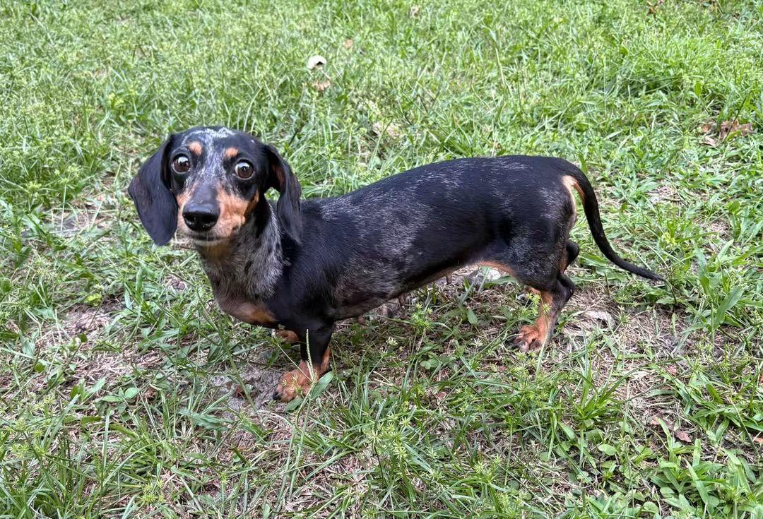Enlarge Dora, a Adopted Dachshund in Fort Walton Beach, FL image 1/4