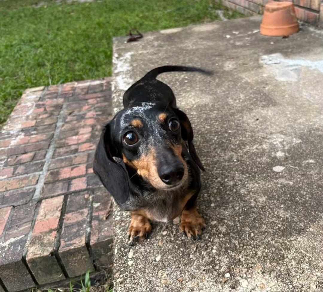 Enlarge Dora, a Adopted Dachshund in Fort Walton Beach, FL image 2/4