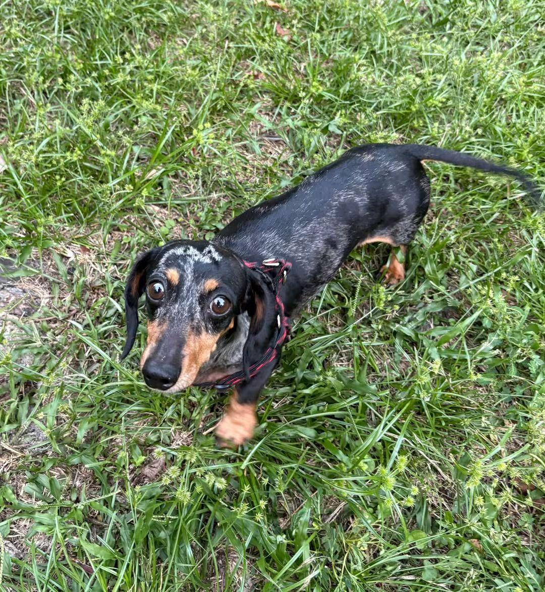 Enlarge Dora, a Adopted Dachshund in Fort Walton Beach, FL image 3/4