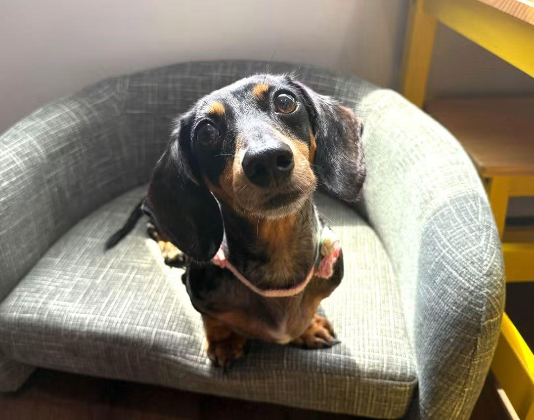 Enlarge Dora, a Adopted Dachshund in Fort Walton Beach, FL image 4/4