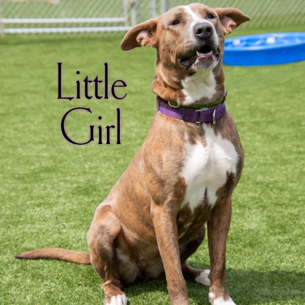 Little Girl, Adoptable, Young Female Terrier.