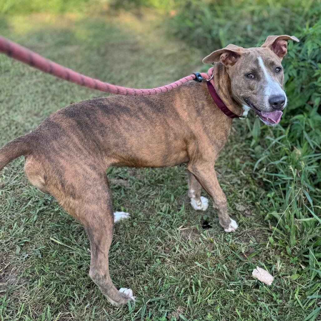 Little Girl, a Adoptable mixed breed in Parkersburg, WV image 1/5