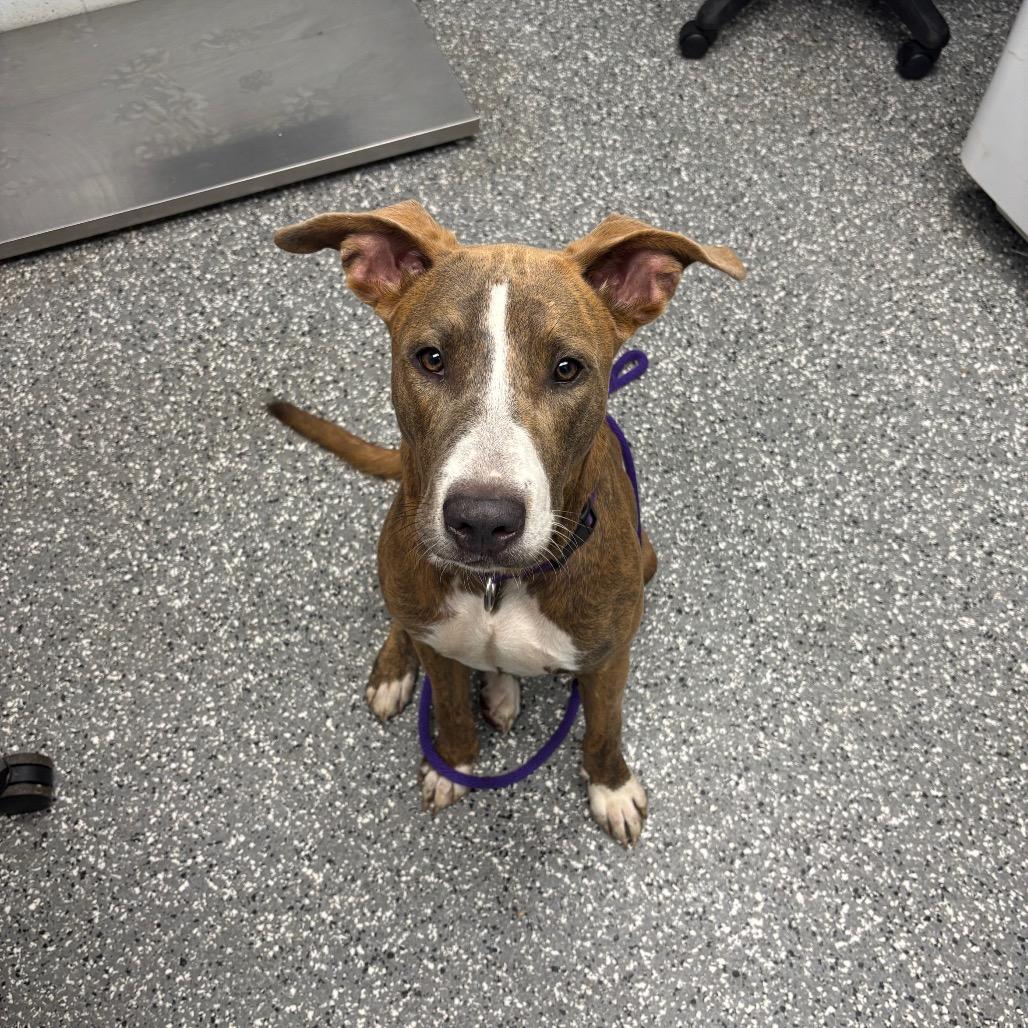 Little Girl, a Adoptable mixed breed in Parkersburg, WV image 2/5