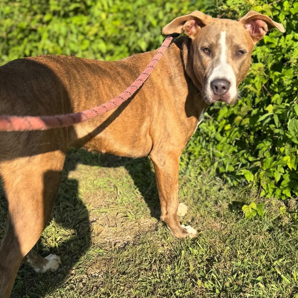 Little Girl, a Adoptable mixed breed in Parkersburg, WV image 3/5
