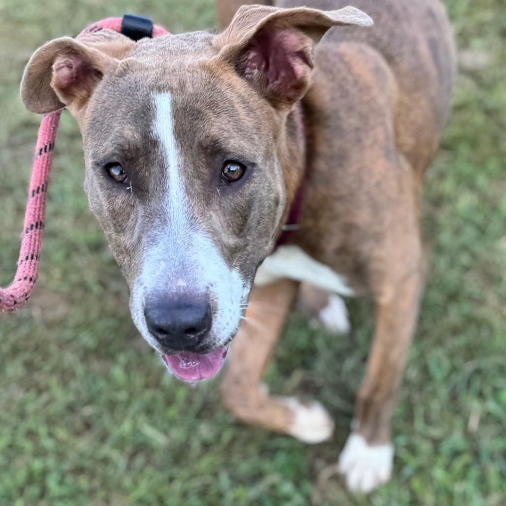 Little Girl, a Adoptable mixed breed in Parkersburg, WV image 4/5