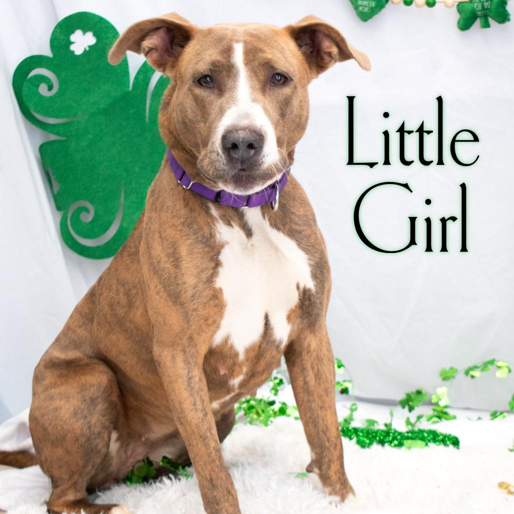 Little Girl, a Adoptable mixed breed in Parkersburg, WV image 5/5