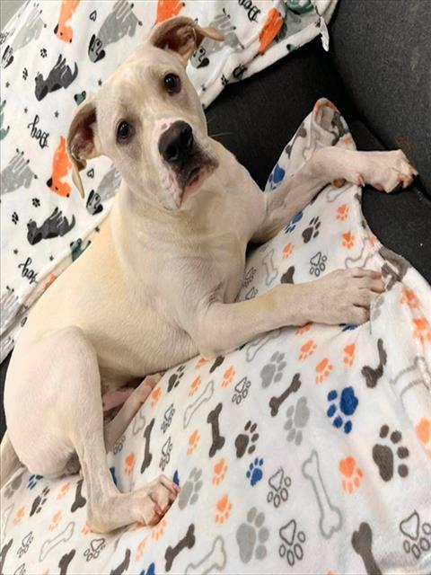 BLANDA, Adoptable, Young Male Pit Bull Terrier.