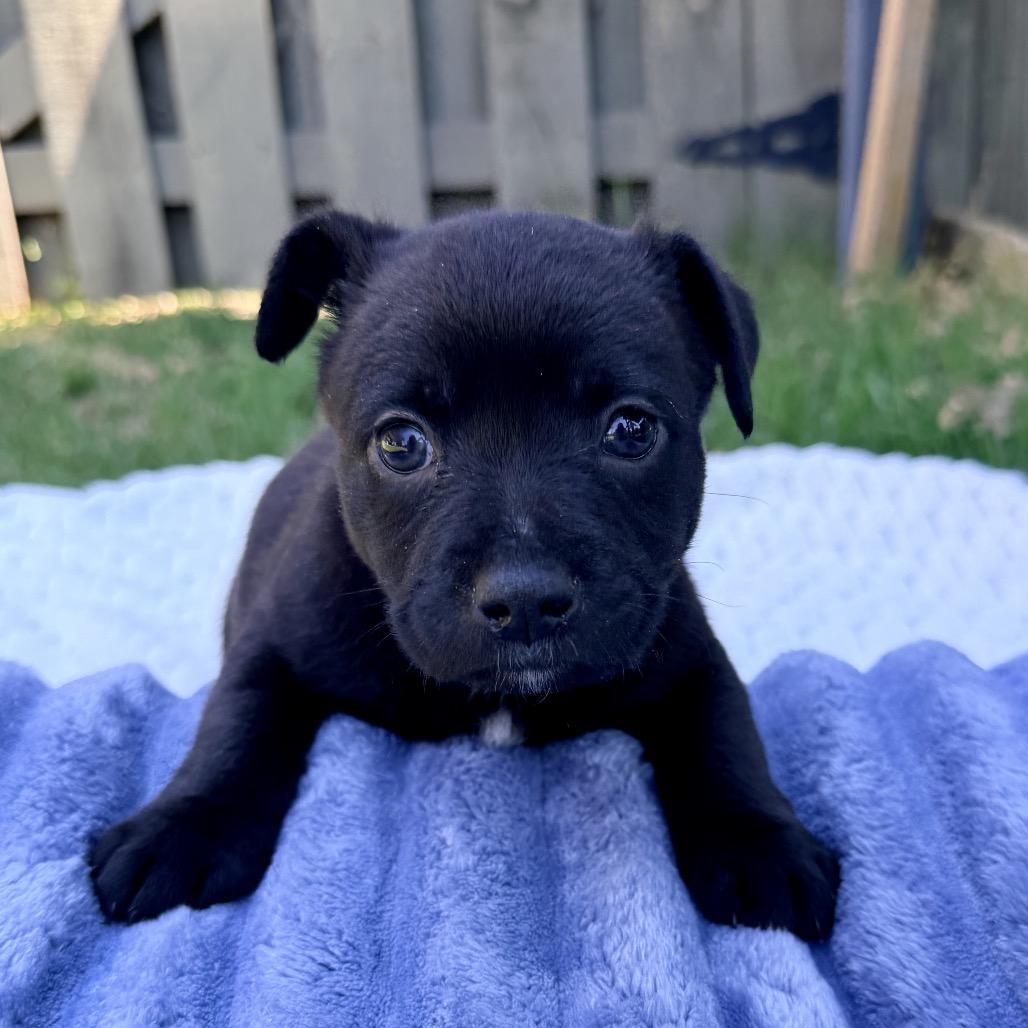 Enlarge Bentley, a Adoptable Mixed Breed in Huntsville, AL image 1/5