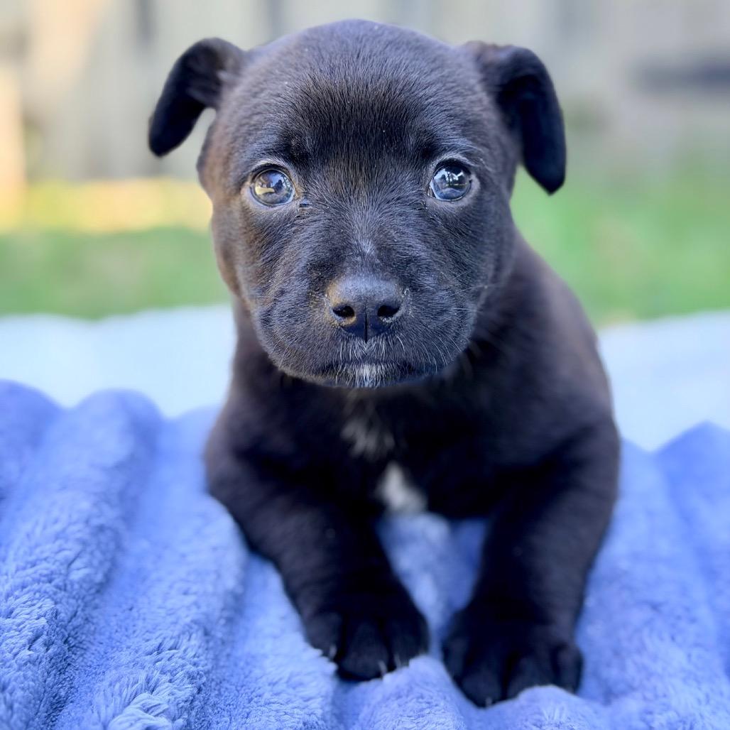 Enlarge Bentley, a Adoptable Mixed Breed in Huntsville, AL image 2/5