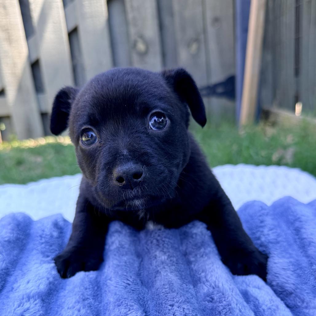 Enlarge Bentley, a Adoptable Mixed Breed in Huntsville, AL image 3/5
