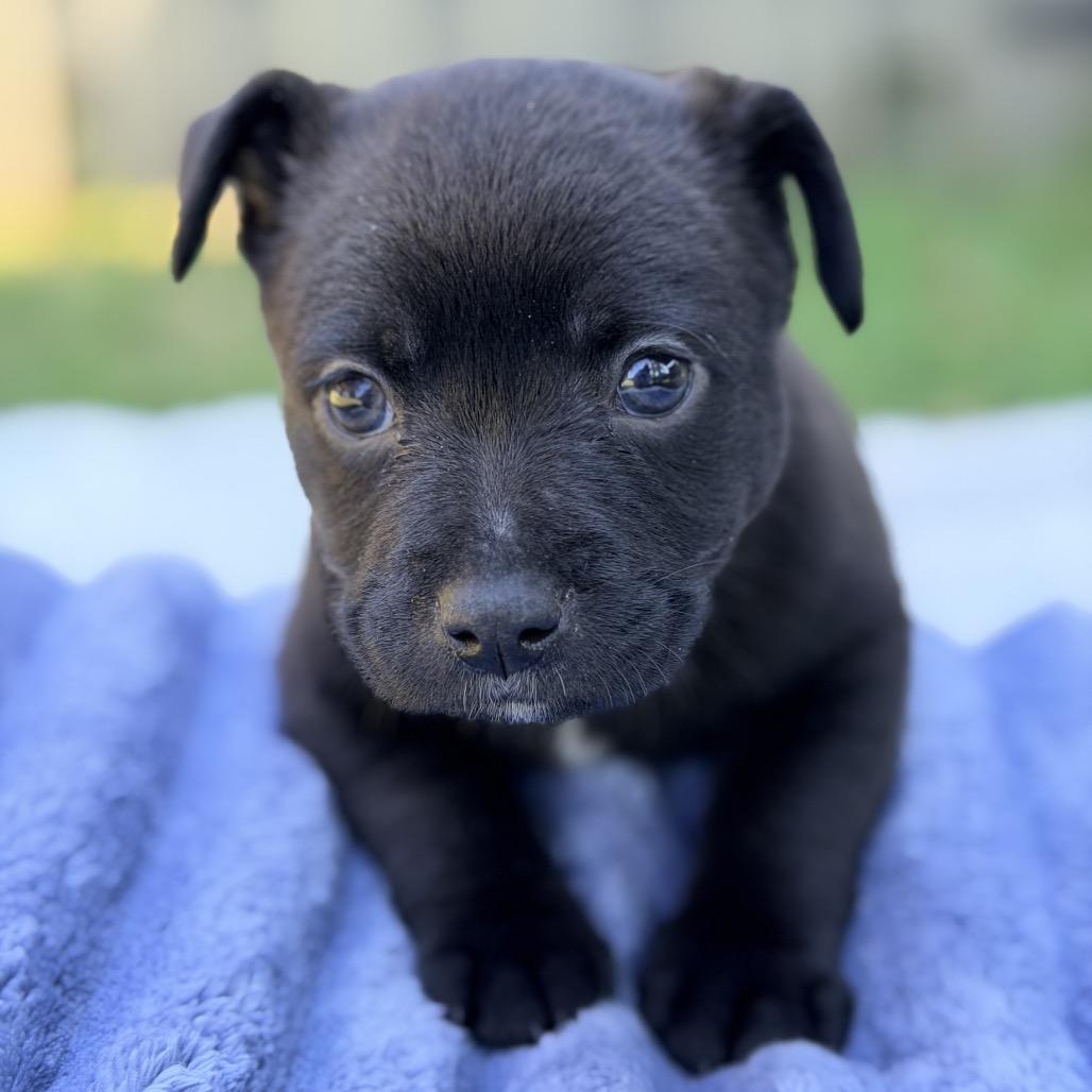 Enlarge Bentley, a Adoptable Mixed Breed in Huntsville, AL image 4/5