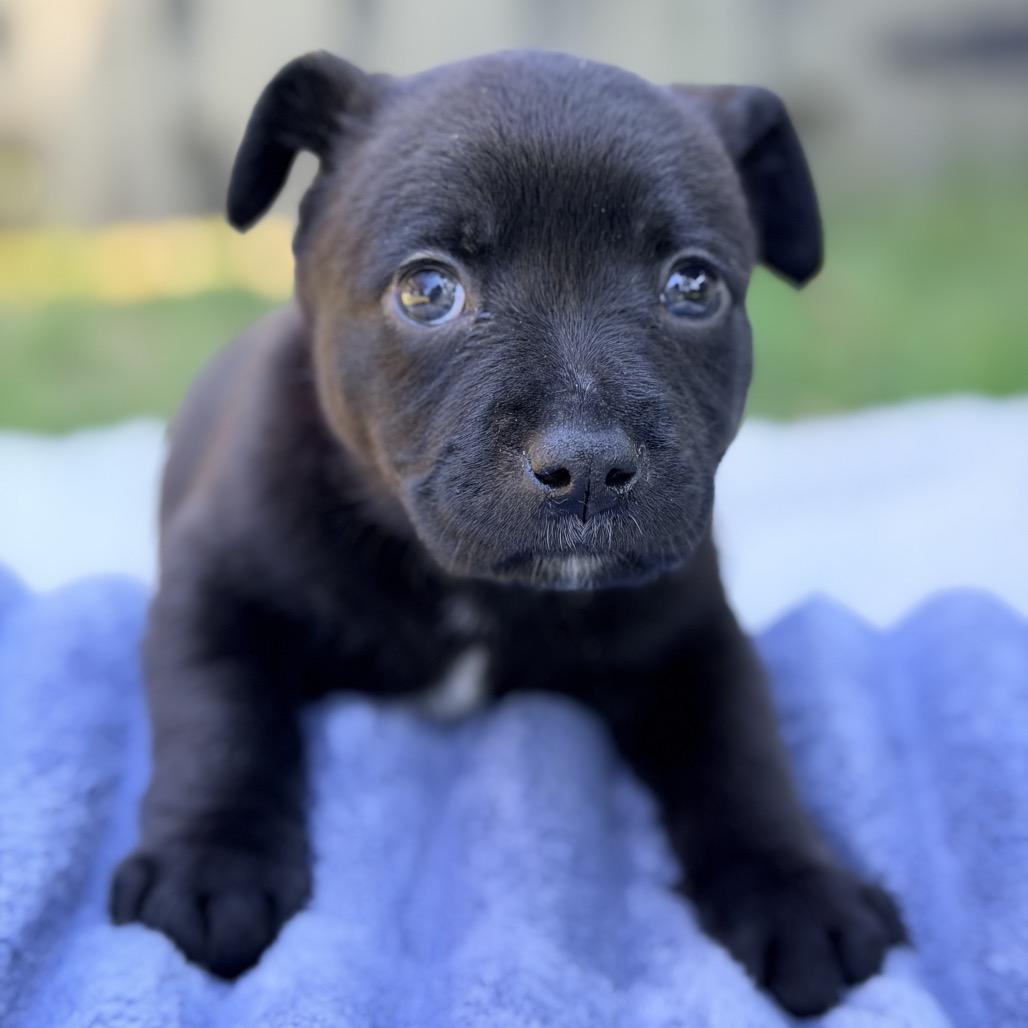 Enlarge Bentley, a Adoptable Mixed Breed in Huntsville, AL image 5/5