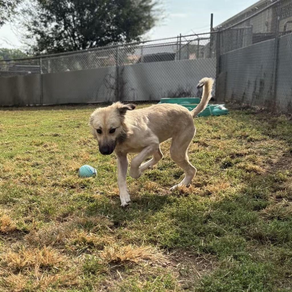 Snoodle, Adoptable, Adult Female Anatolian Shepherd.