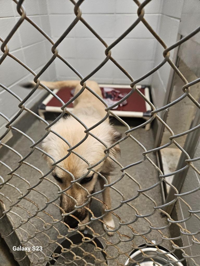 Enlarge Snoodle, a Adoptable mixed breed in Madison, AL image 2/6