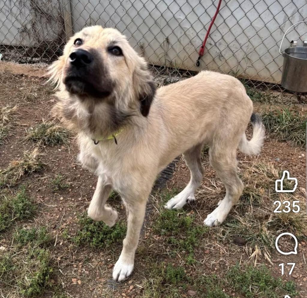Enlarge Snoodle, a Adoptable mixed breed in Madison, AL image 3/6