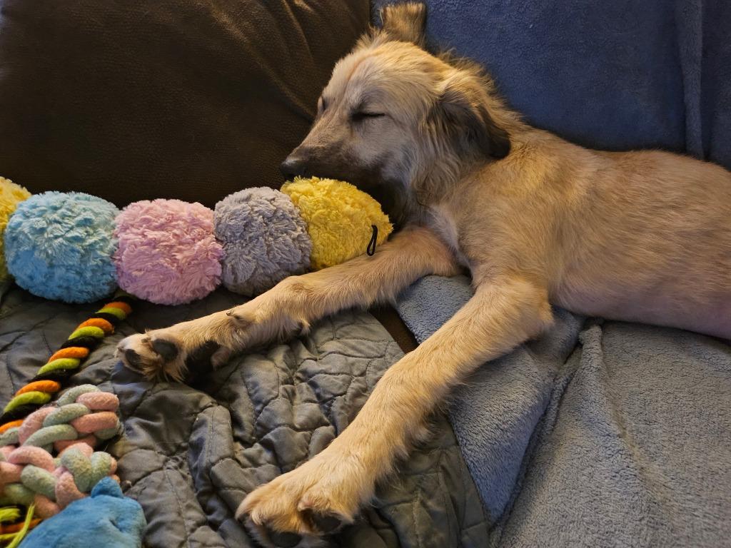 Enlarge Snoodle, a Adoptable mixed breed in Madison, AL image 3/6