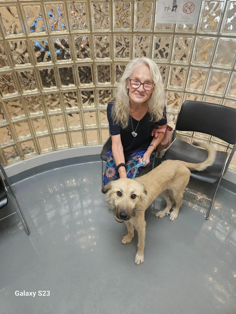Enlarge Snoodle, a Adoptable mixed breed in Madison, AL image 4/6