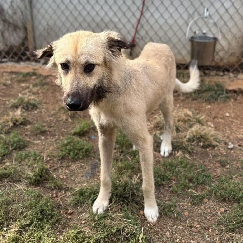 Enlarge Snoodle, a Adoptable mixed breed in Madison, AL image 5/6
