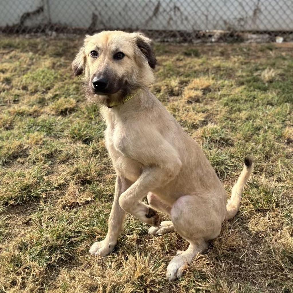 Enlarge Snoodle, a Adoptable mixed breed in Madison, AL image 6/6