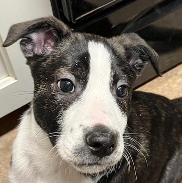 Mickey, Young Male Australian Cattle Dog / Blue Heeler